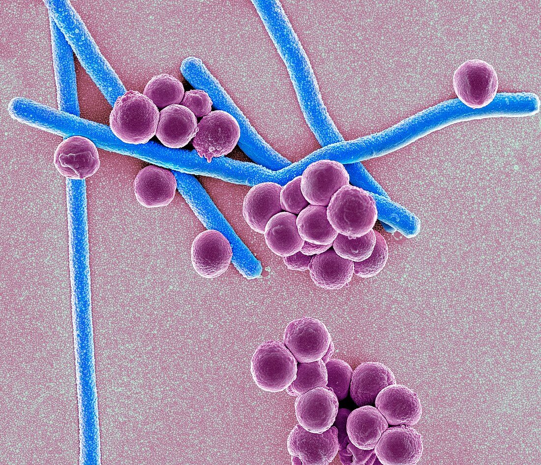 Rod-shaped and round bacteria,SEM