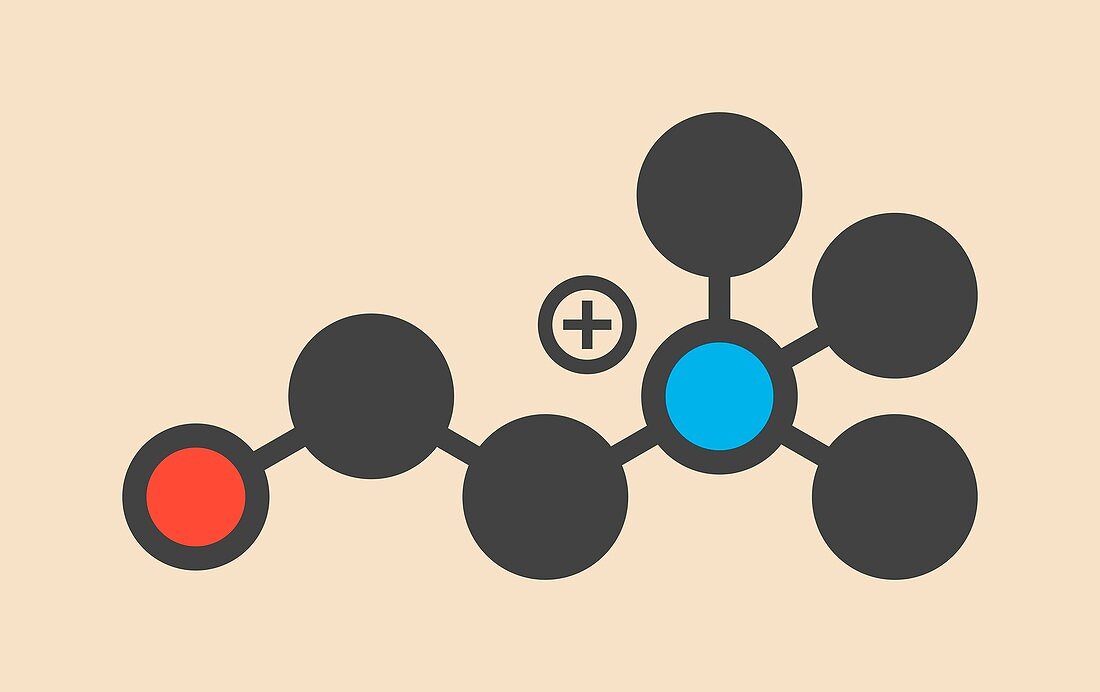 Choline essential nutrient molecule