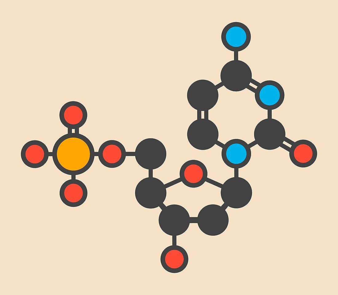 Deoxycytidine molecule