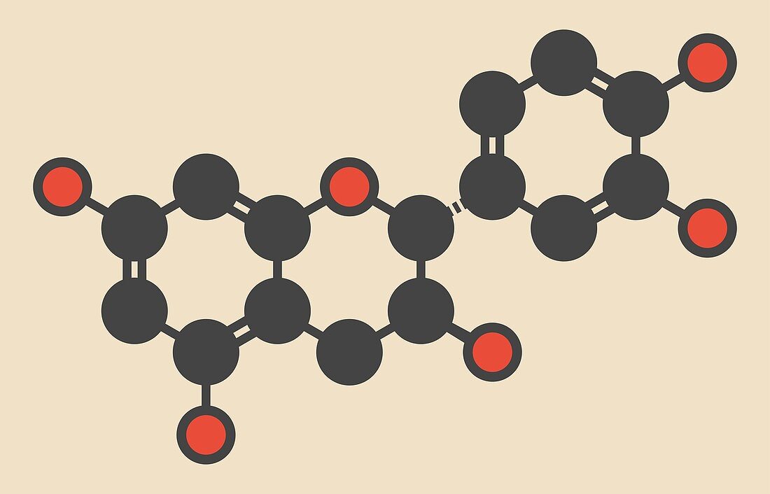 Epicatechin molecule