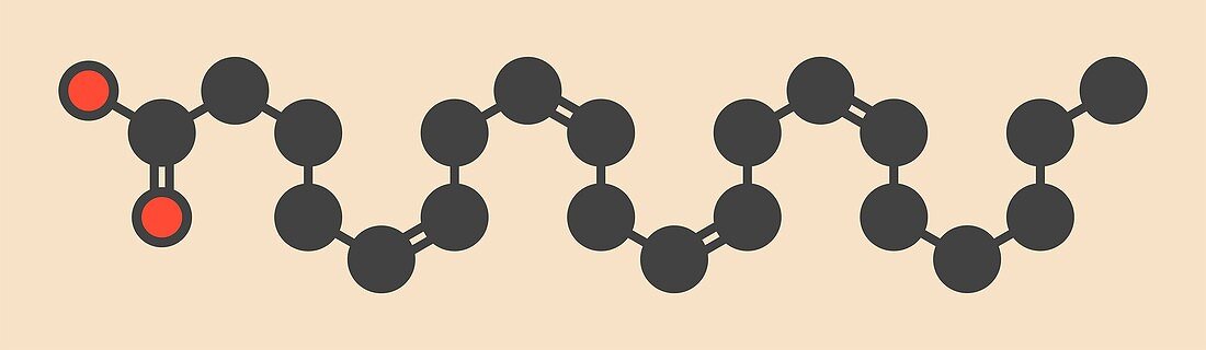 Arachidonic acid molecule