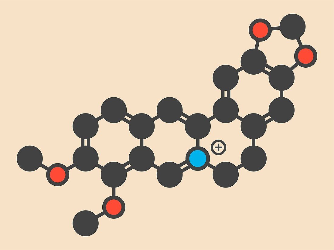Berberine alkaloid molecule