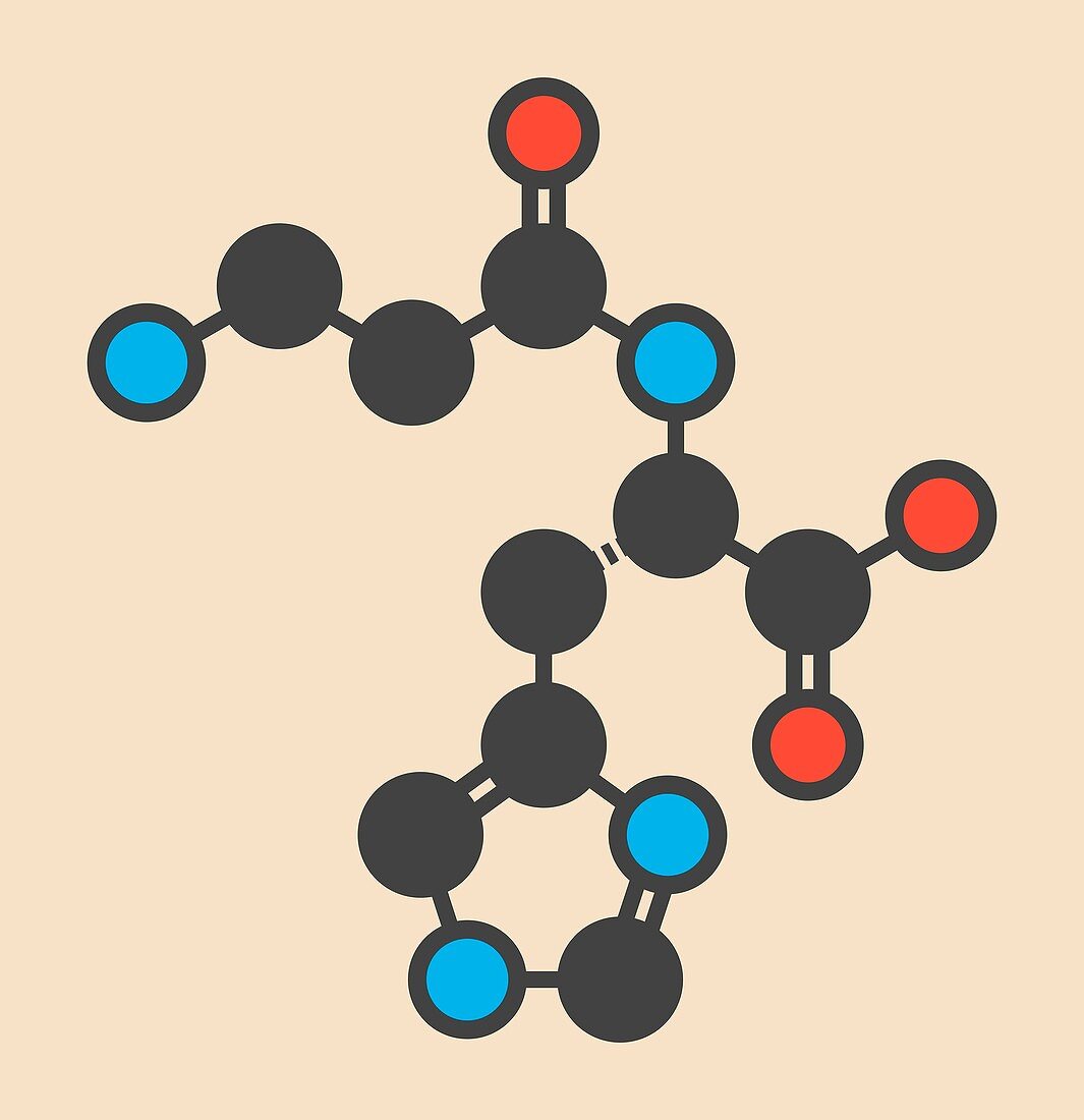 Carnosine molecule