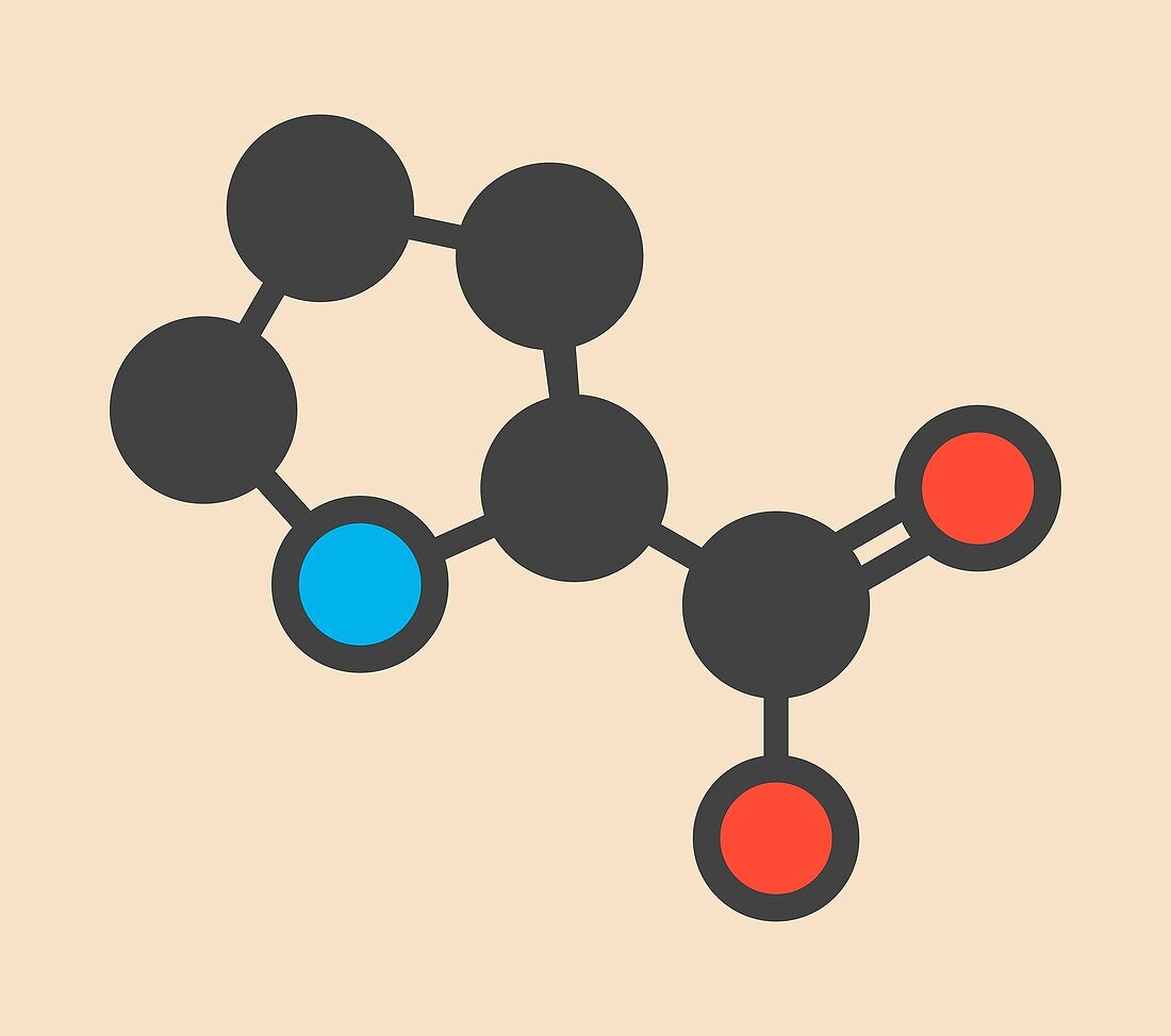 Proline amino acid molecule