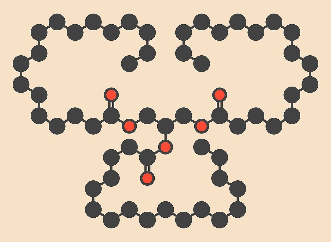 Stearin saturated fat molecule