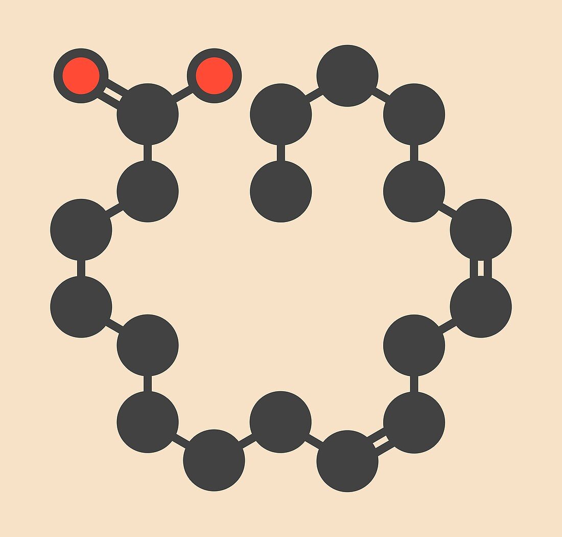 Linoleic acid molecule