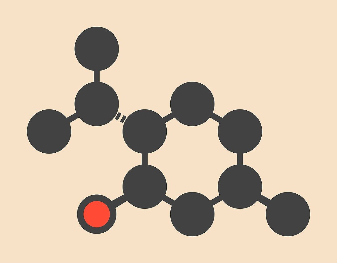 Menthol molecule