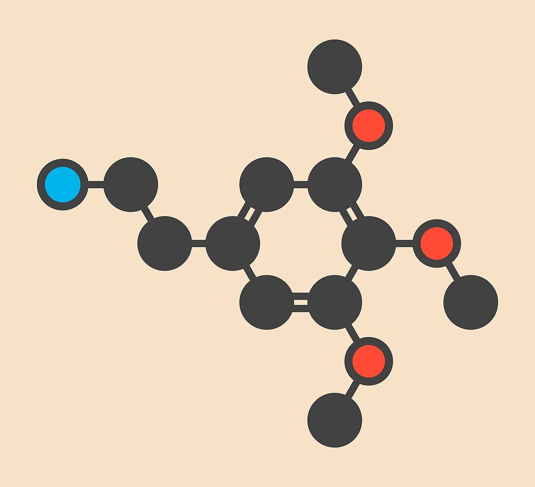 Mescaline peyote psychedelic molecule