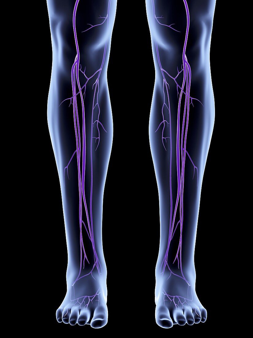Legs showing venous system,artwork