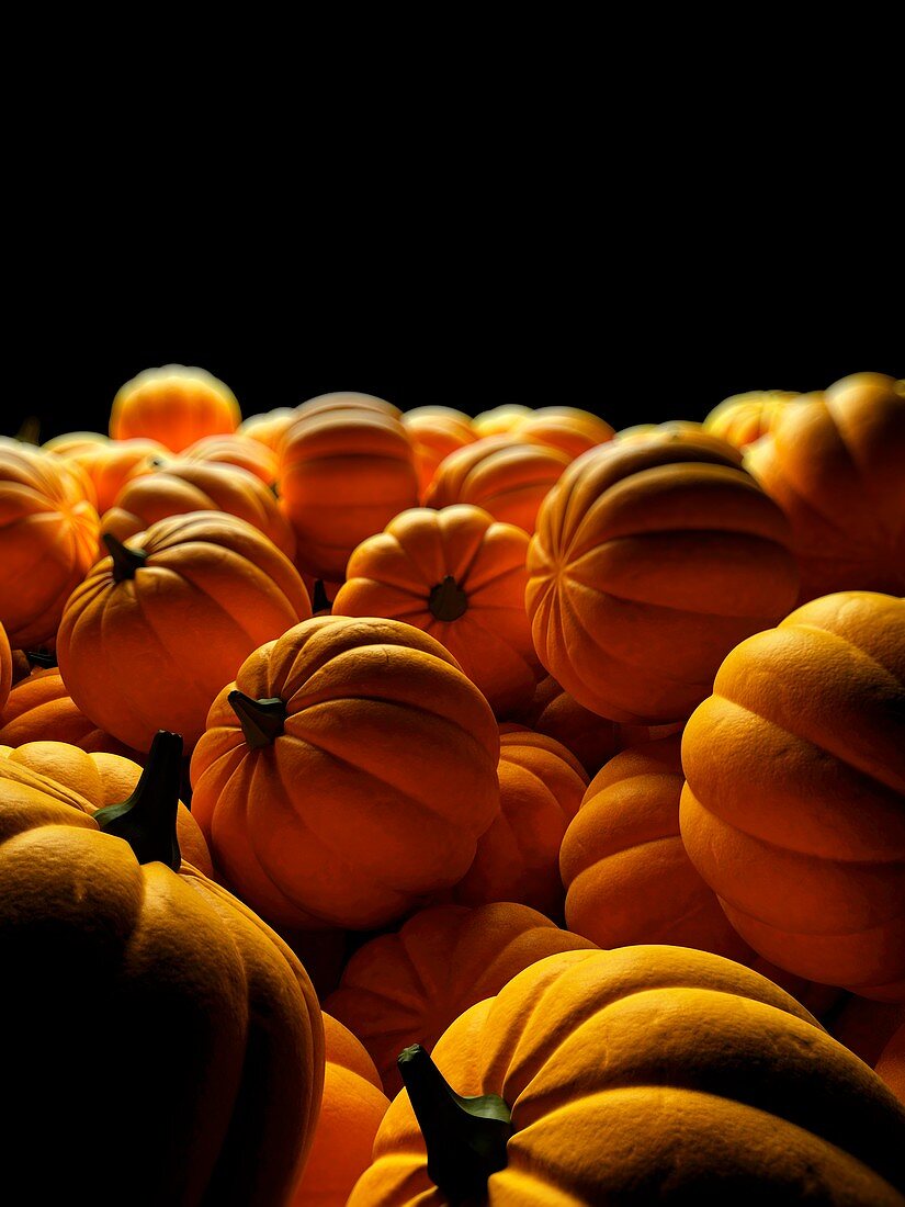 Pumpkins,Illustration