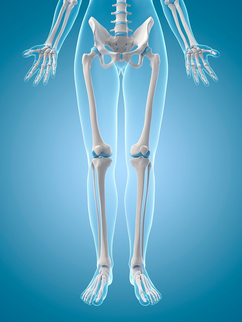 Human leg bones,Illustration