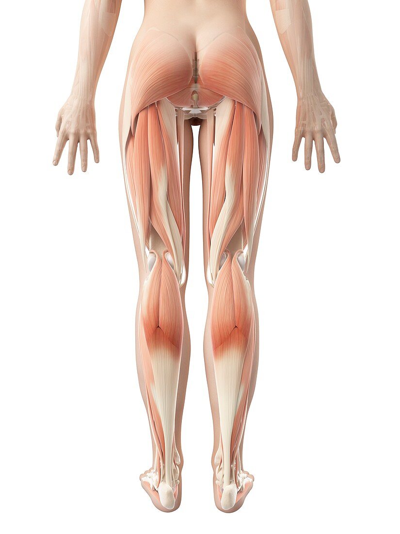 Muscular system of the legs,Illustration