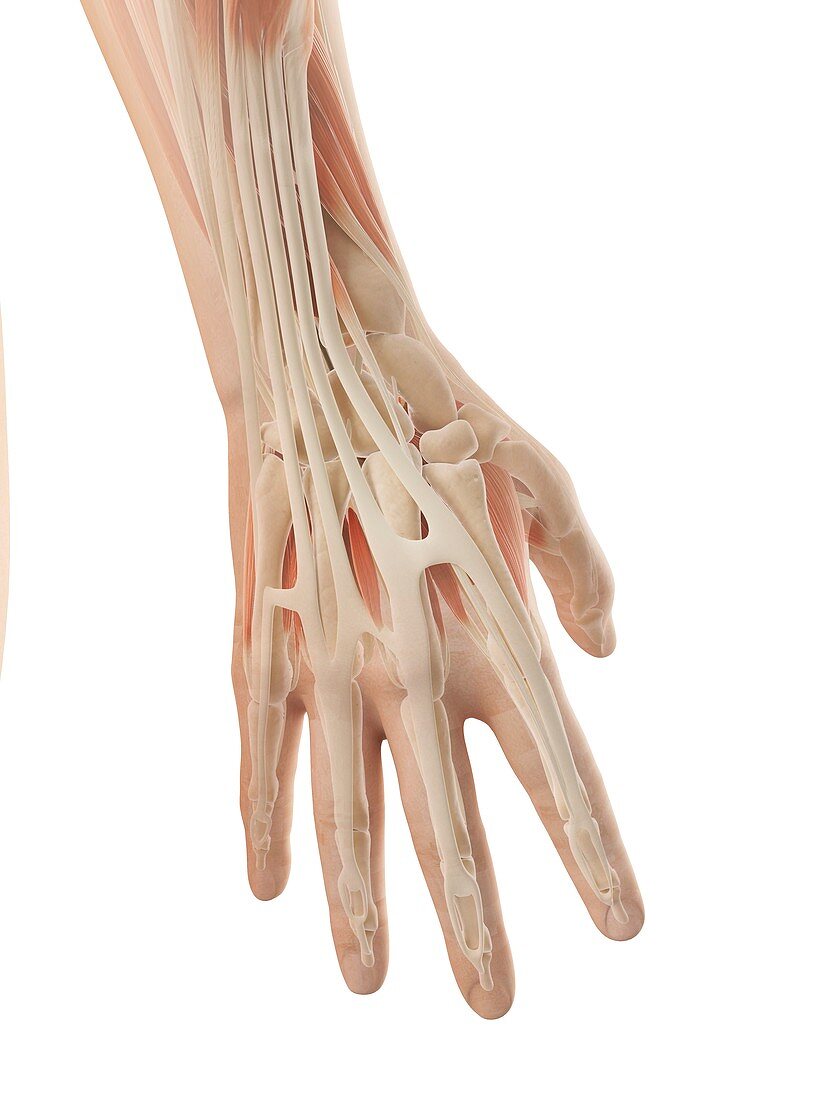 Human hand muscles,Illustration