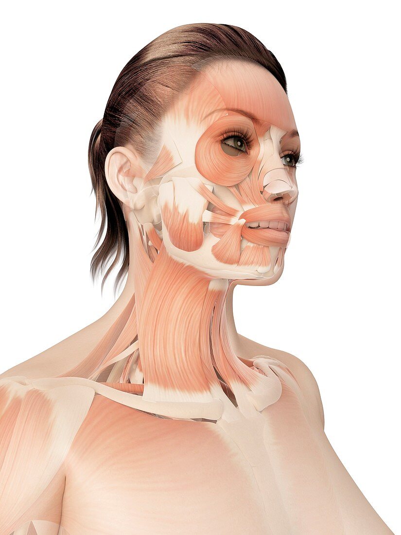 Facial and neck muscles,Illustration