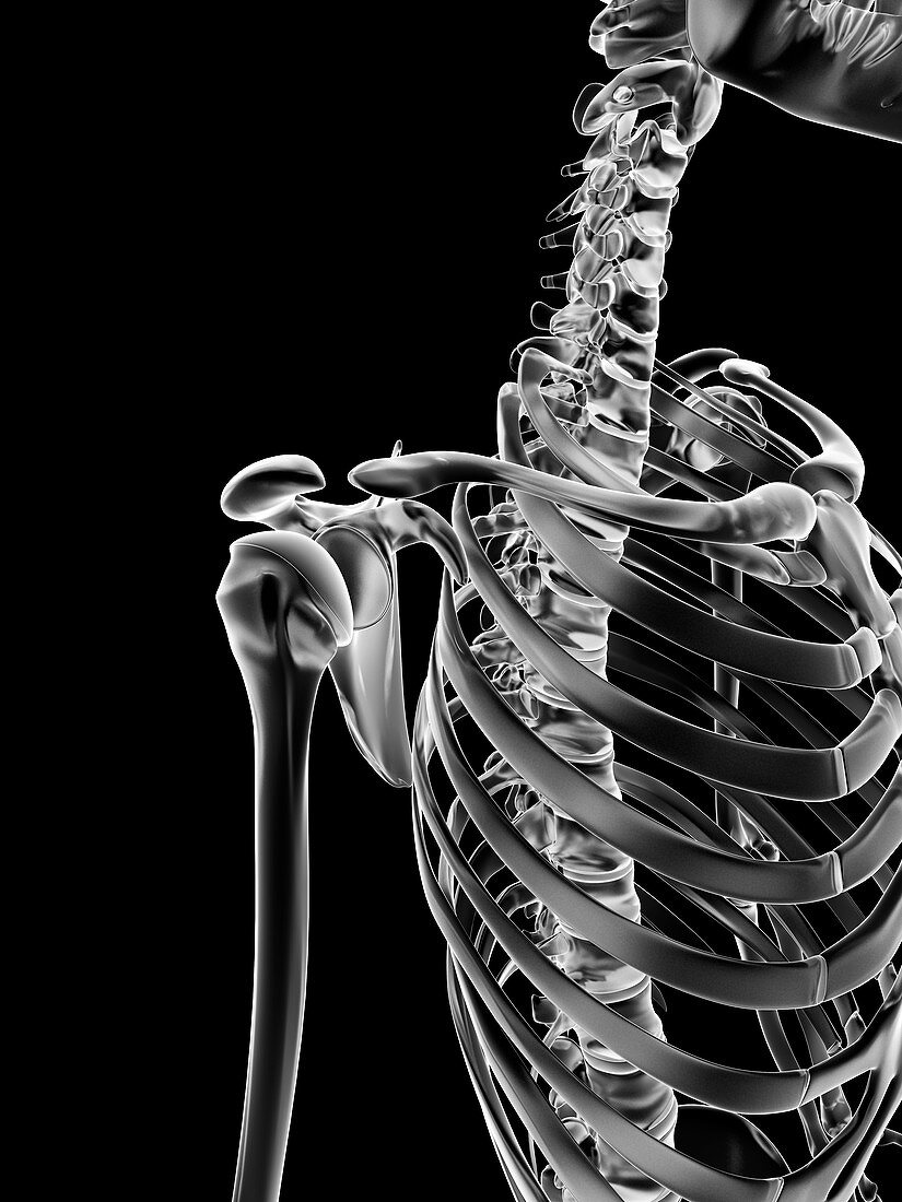 Human skeletal system,Illustration