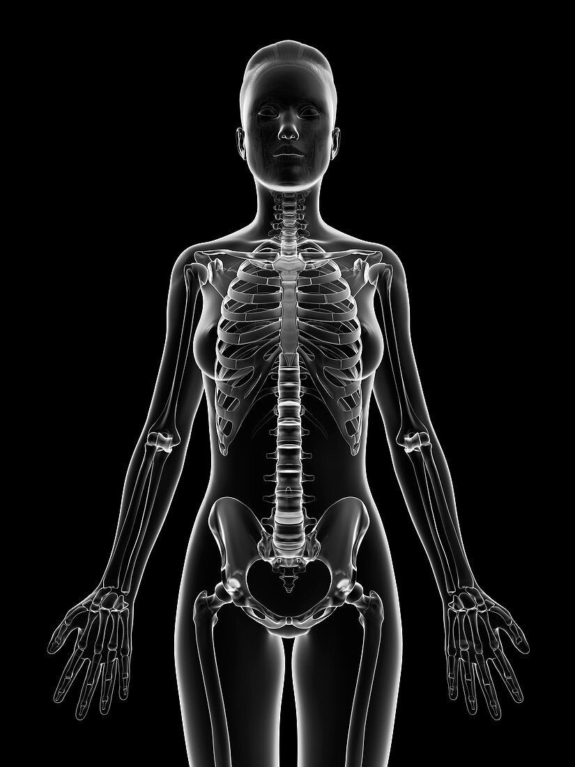 Human skeletal structure,Illustration