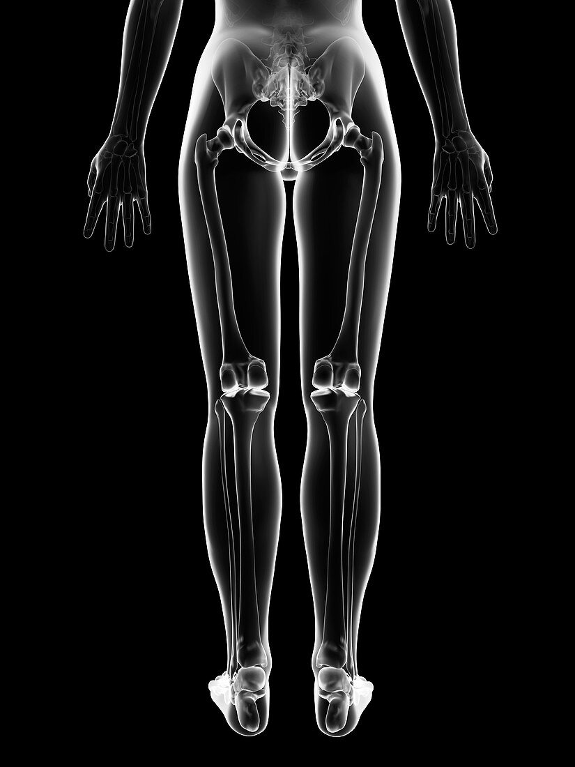 Human leg bones,Illustration