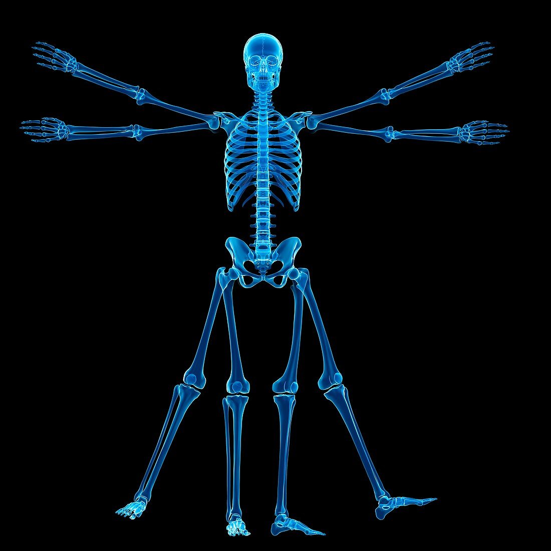 Vitruvian man skeleton,Illustration