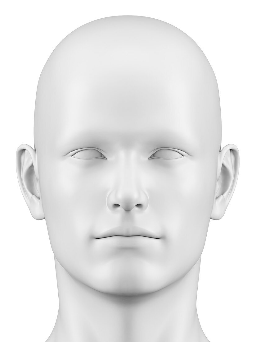 Human head,Illustration