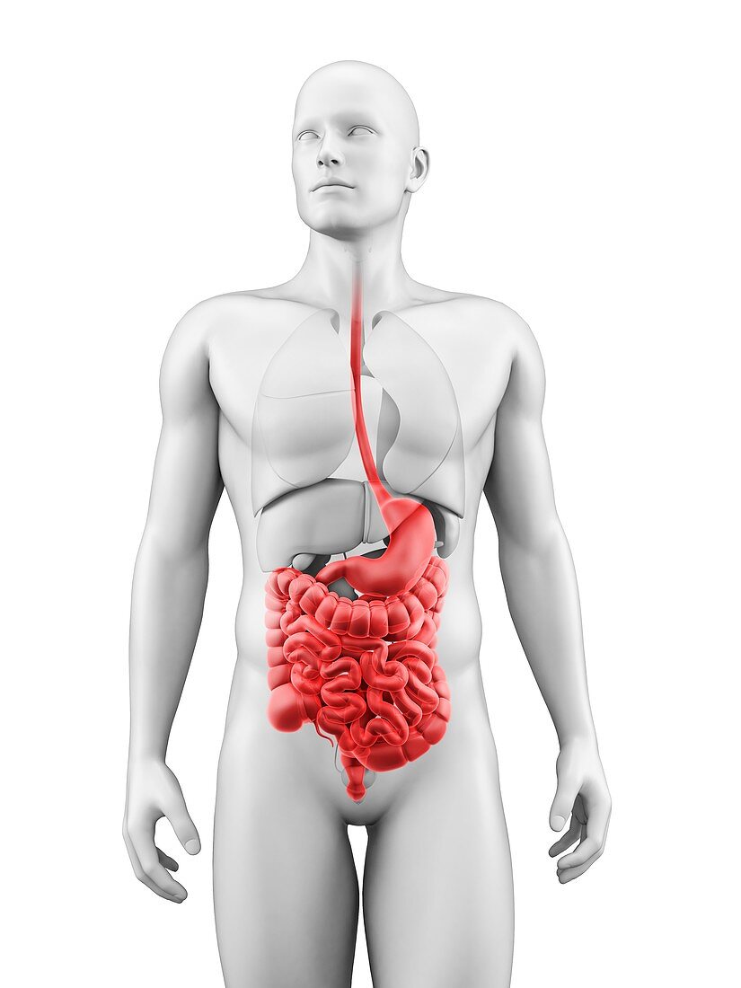 Human digestive system,Illustration