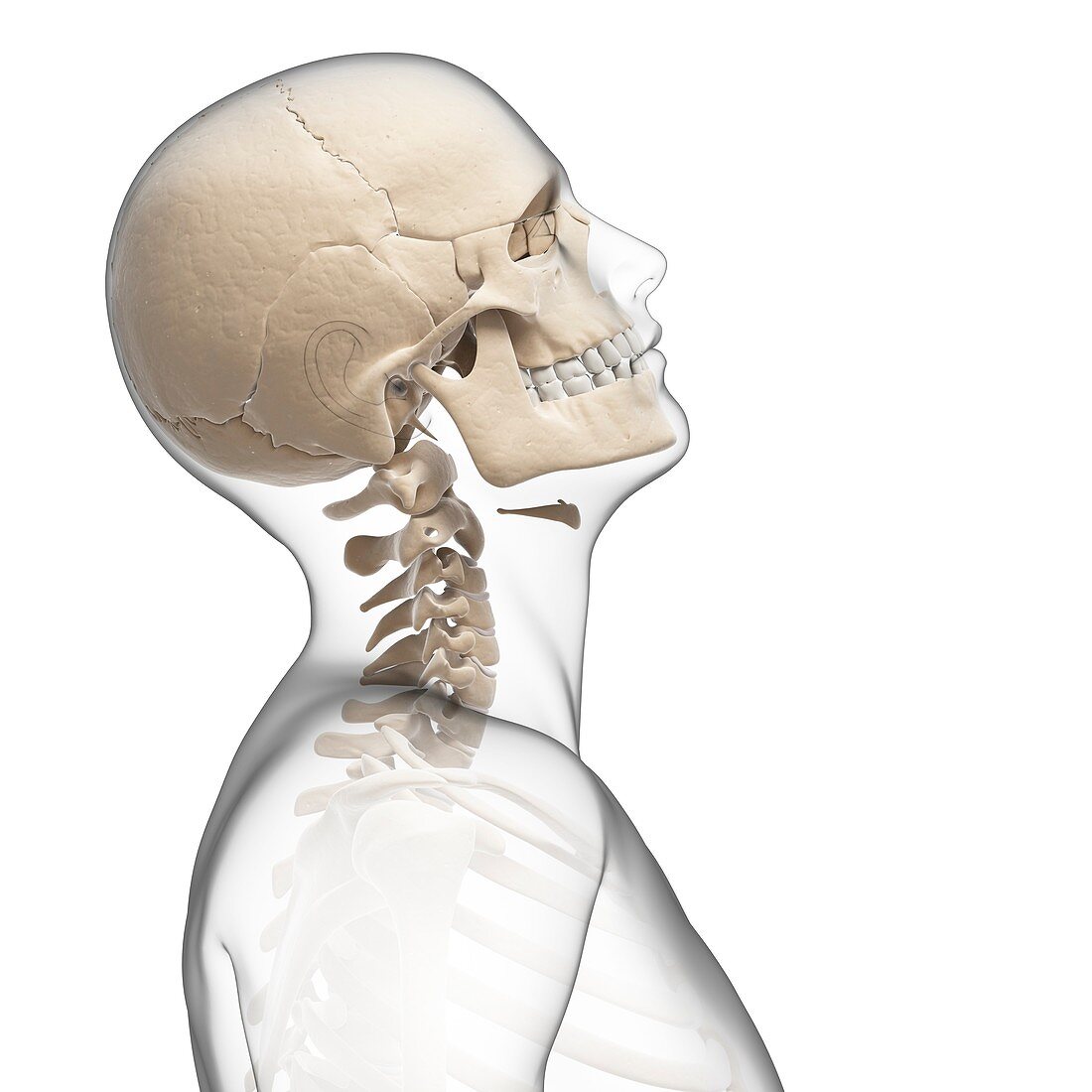 Human neck bending,Illustration