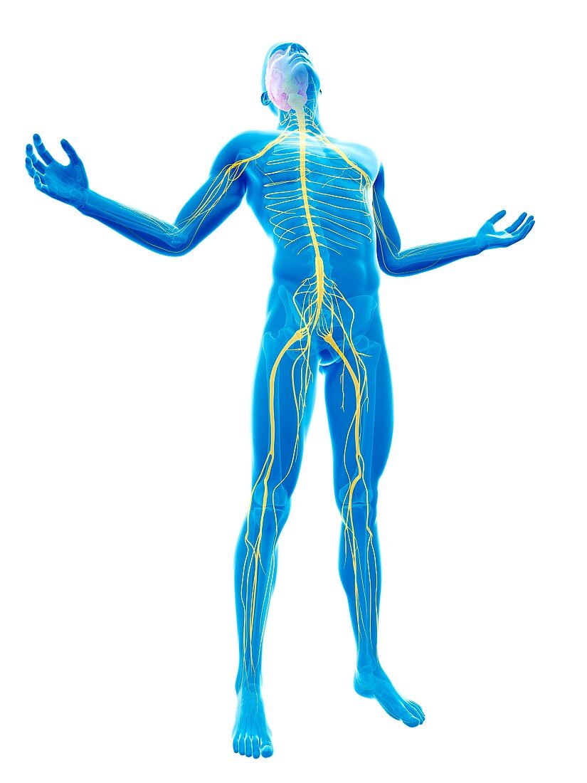 Human nervous system,Illustration