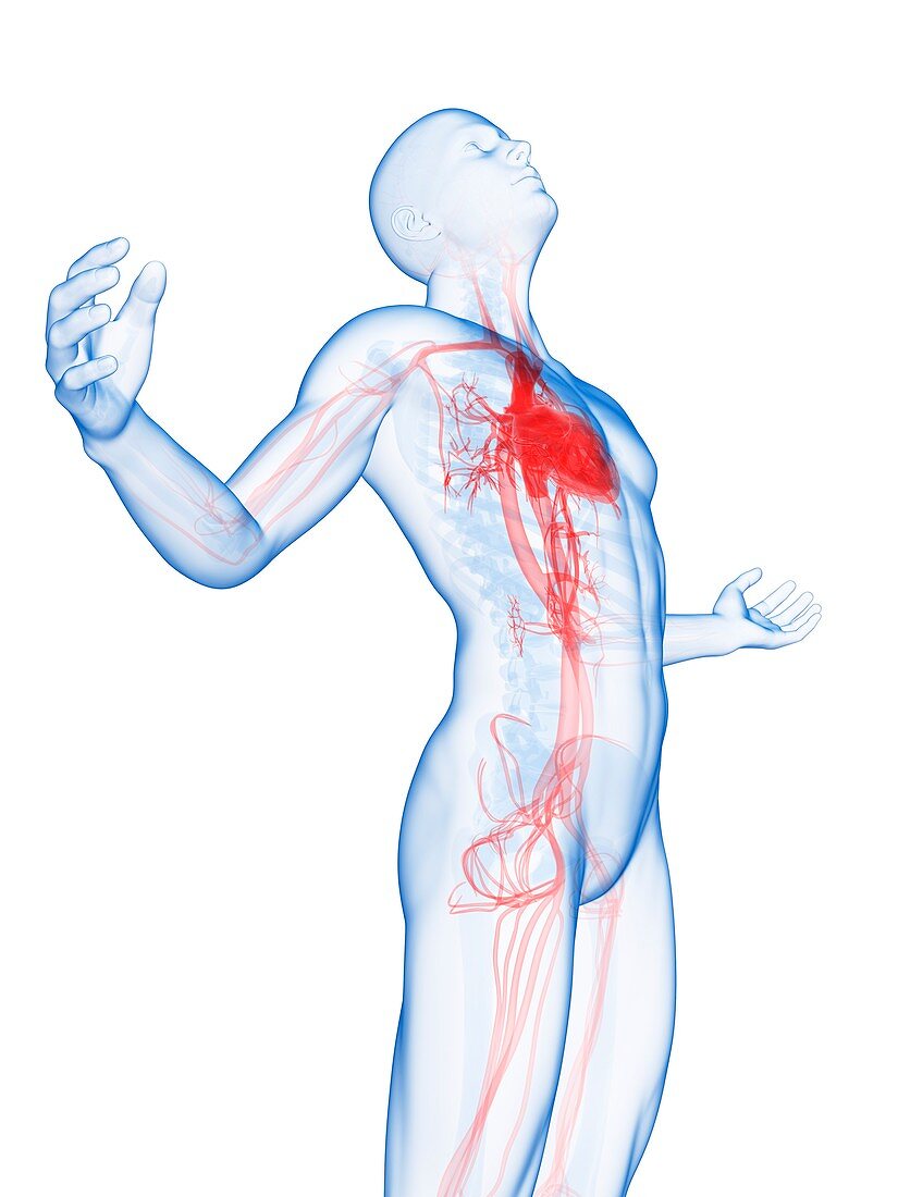 Human vascular system,Illustration