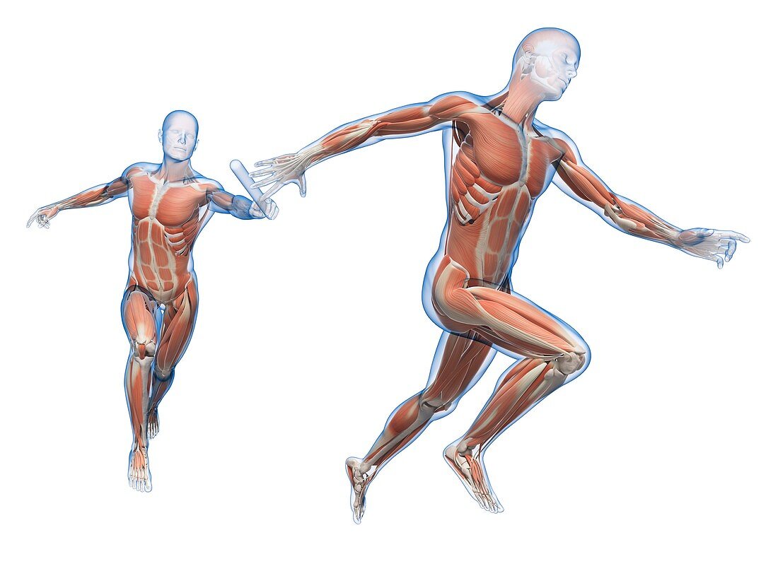 Muscular system of runners,Illustration