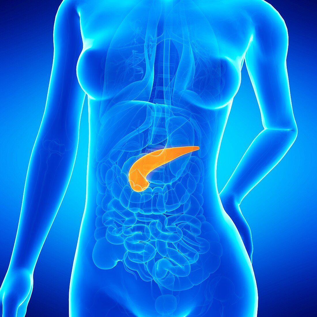 Female pancreas,illustration