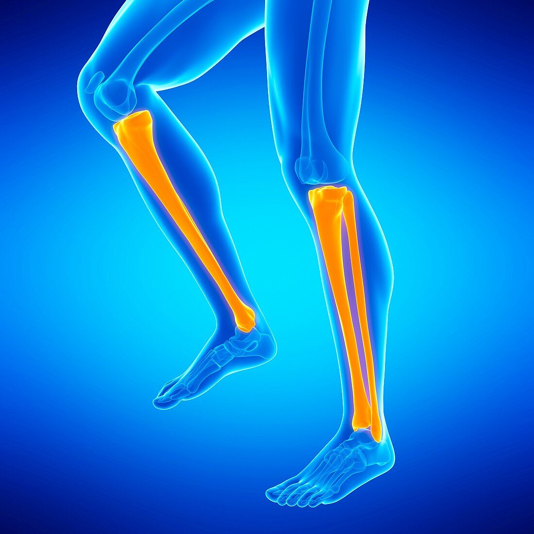 Lower leg bones,illustration