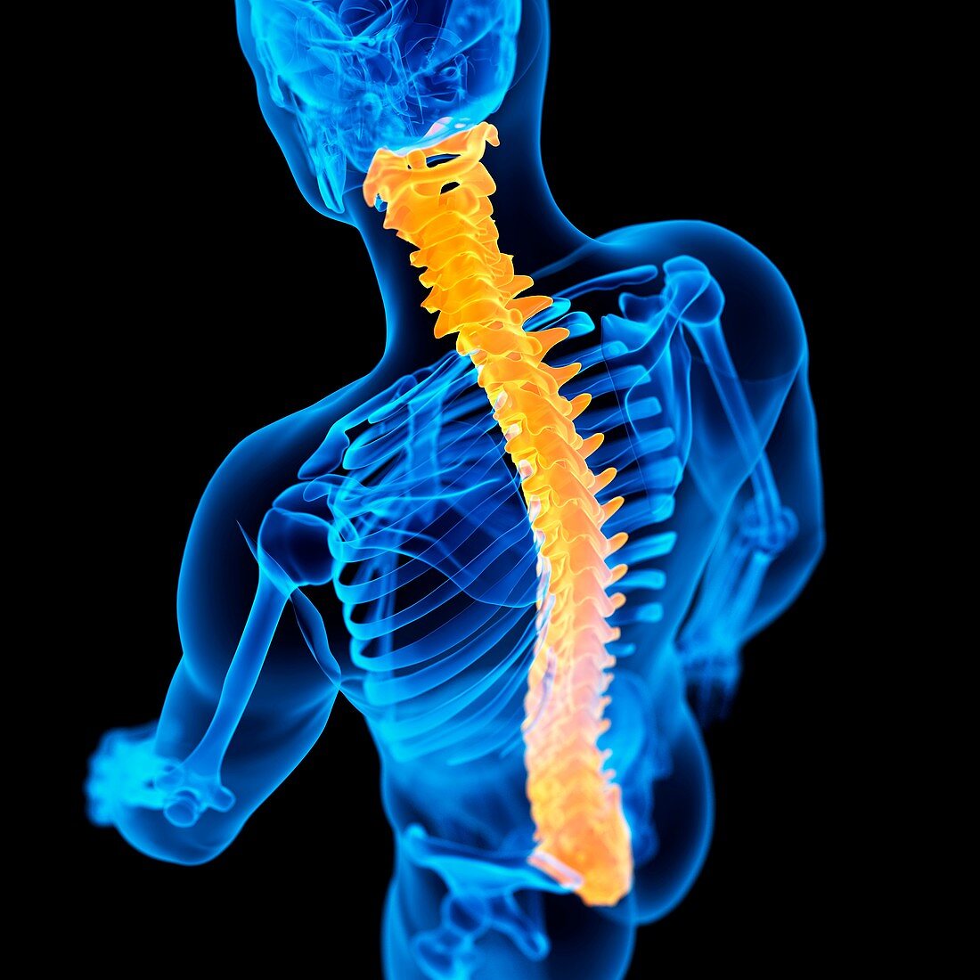 Spine,illustration