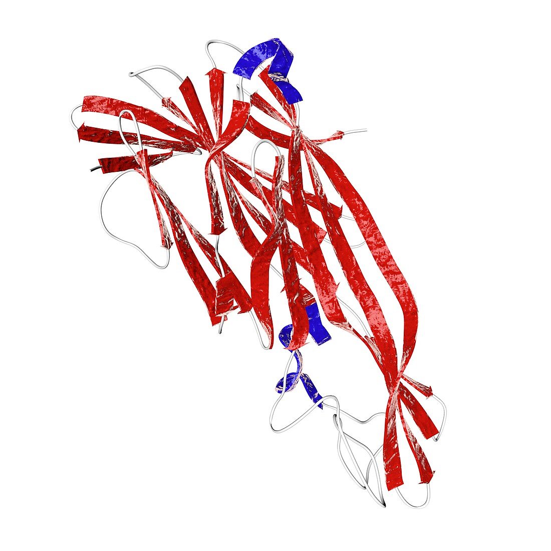 Clostridium delta toxin,illustration