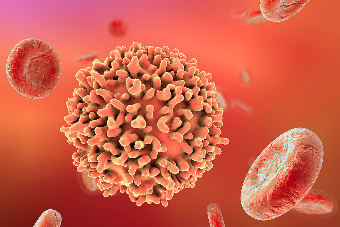 B-lymphocyte cell,illustration