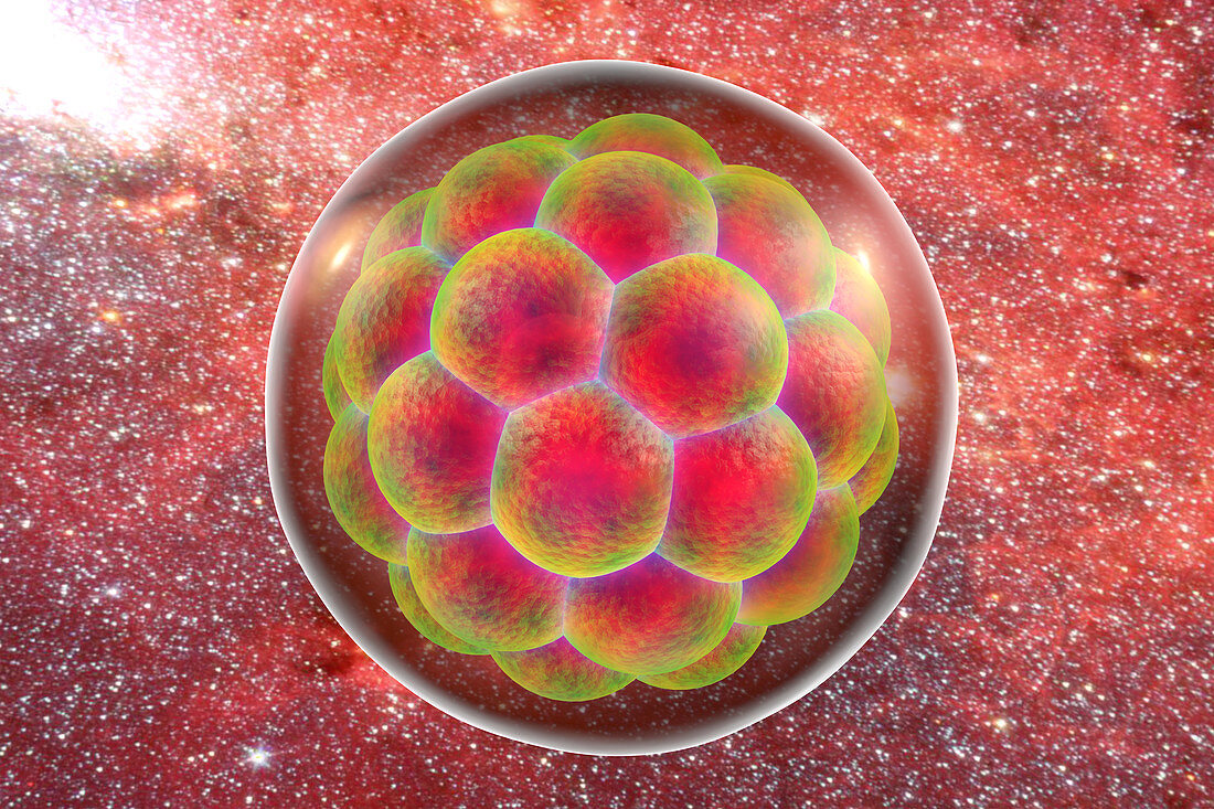 Human embryo,illustration