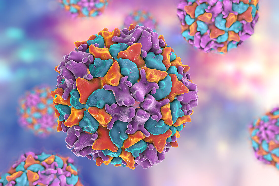 Human poliovirus,illustration