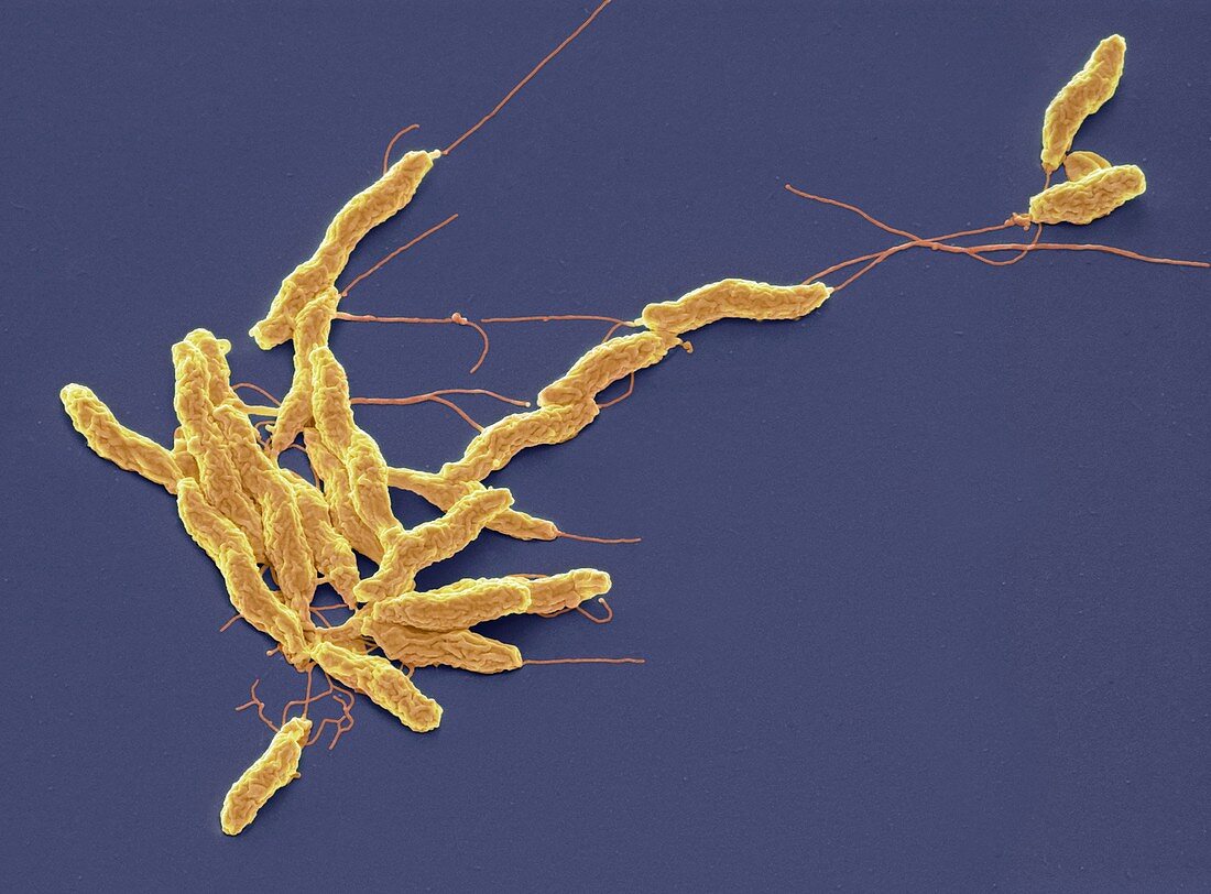 Campylobacter jejuni bacteria,SEM