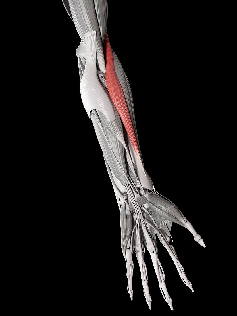 Human muscle of arm,illustration
