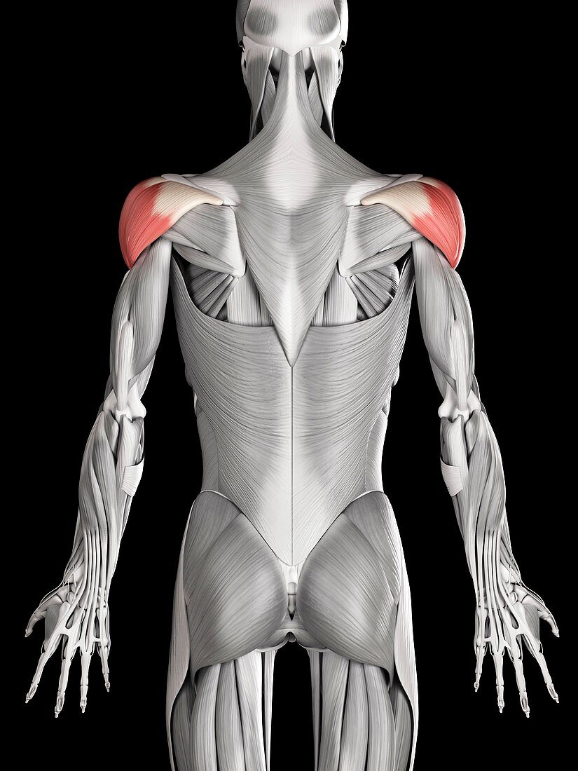 Shoulder muscles,illustration
