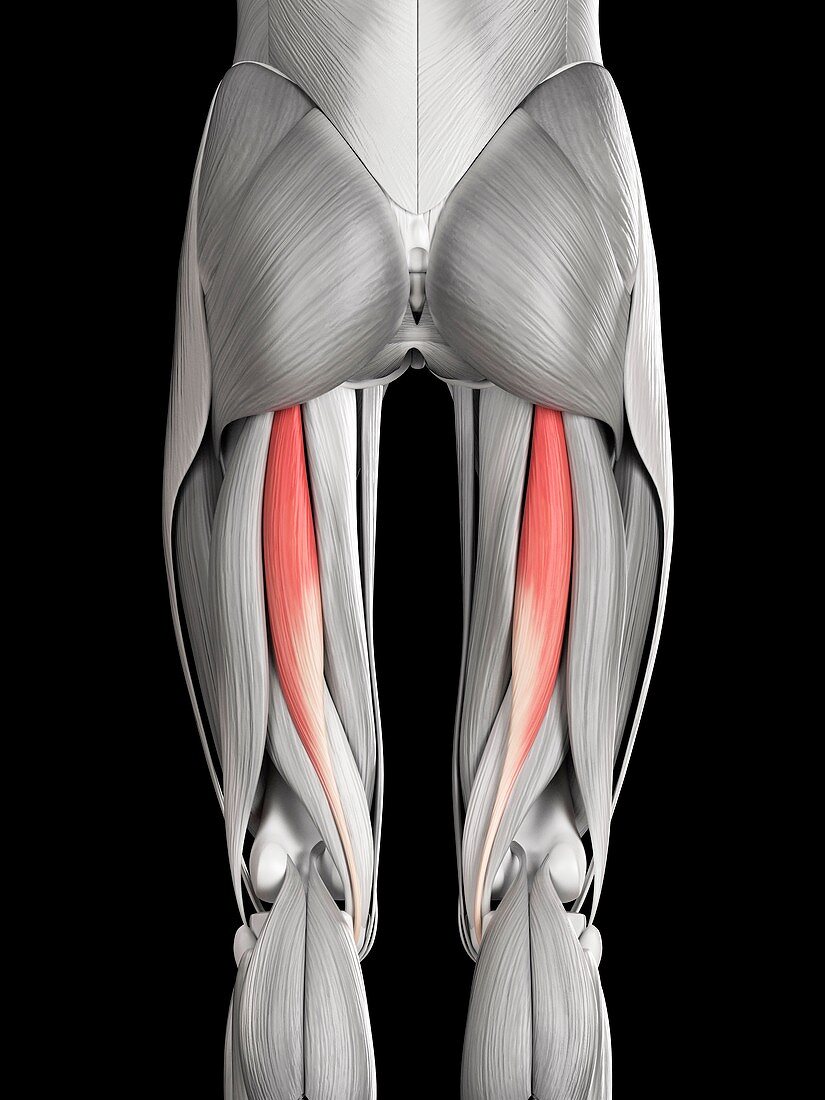Leg muscles,illustration