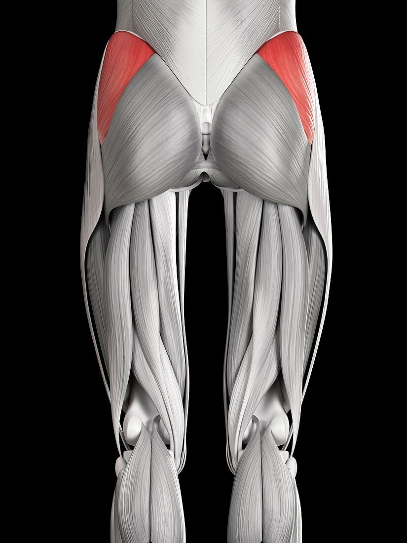 Human buttock muscles,illustration