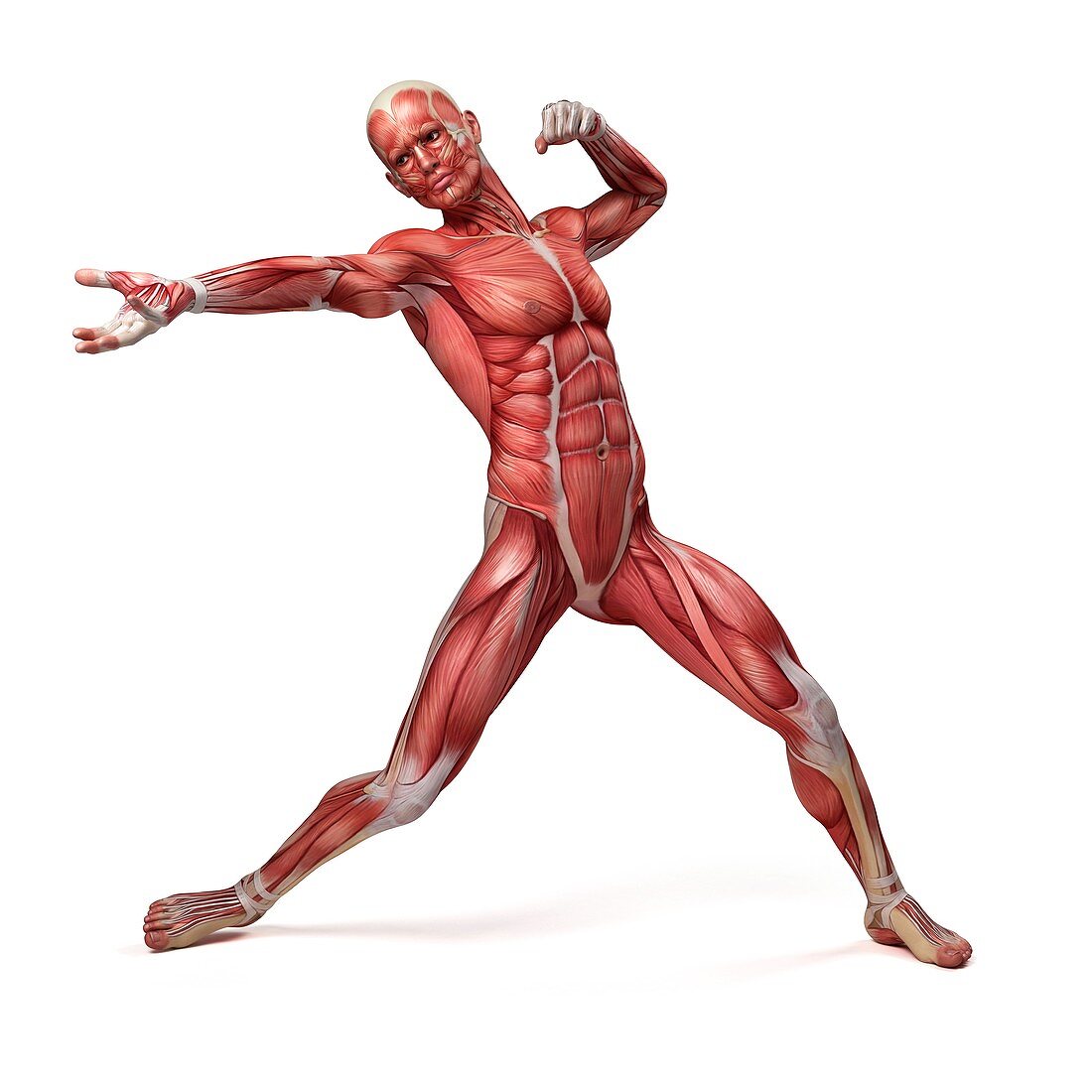 Male muscular system,illustration