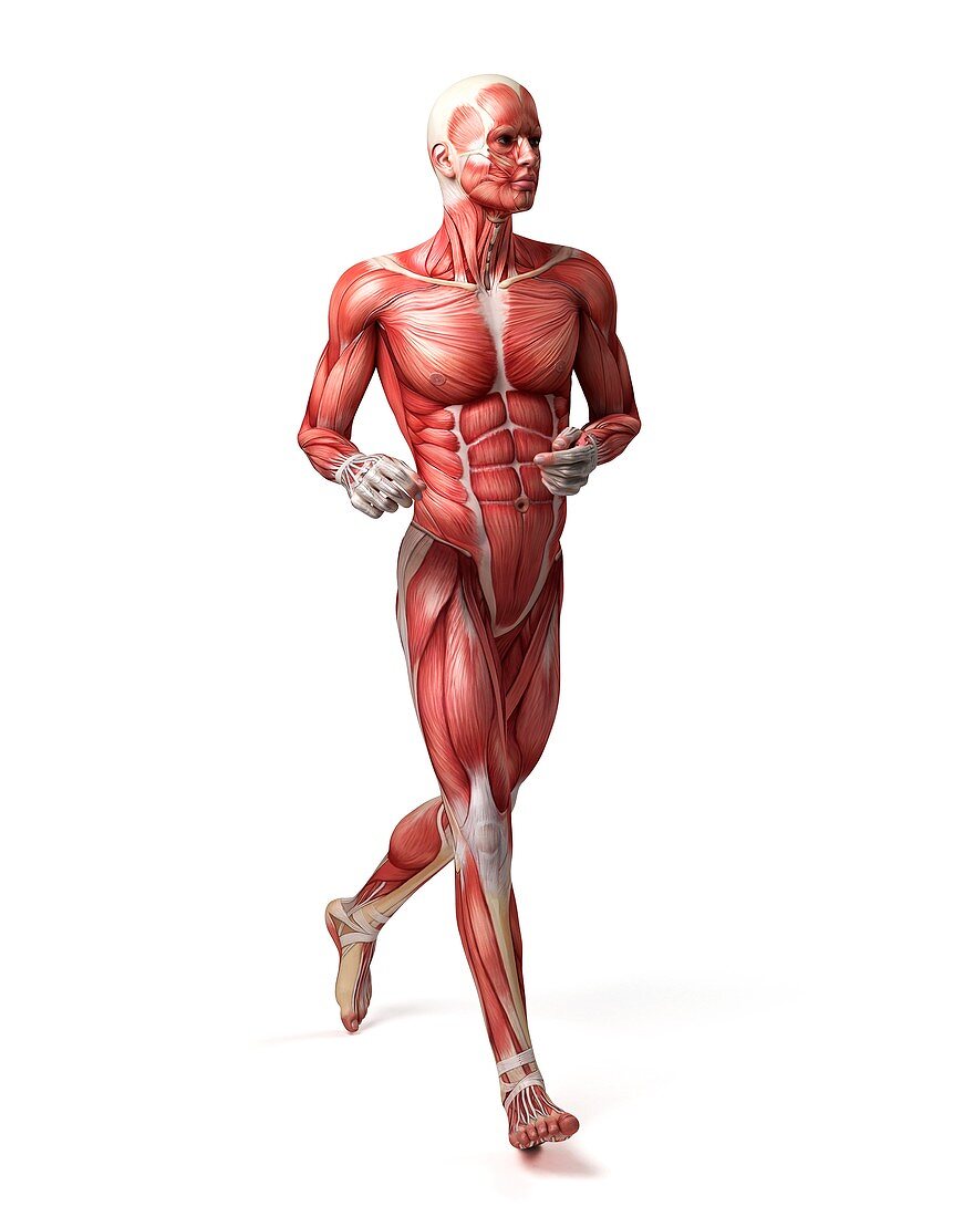 Male muscular system,illustration