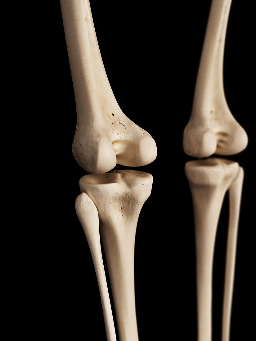 Human knees,illustration