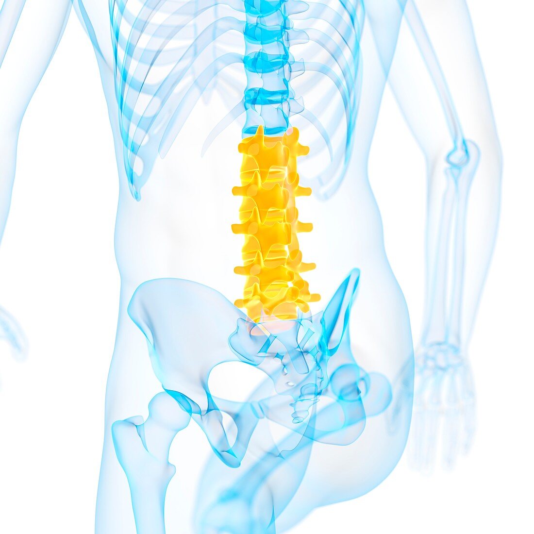 Lumbar spine,illustration