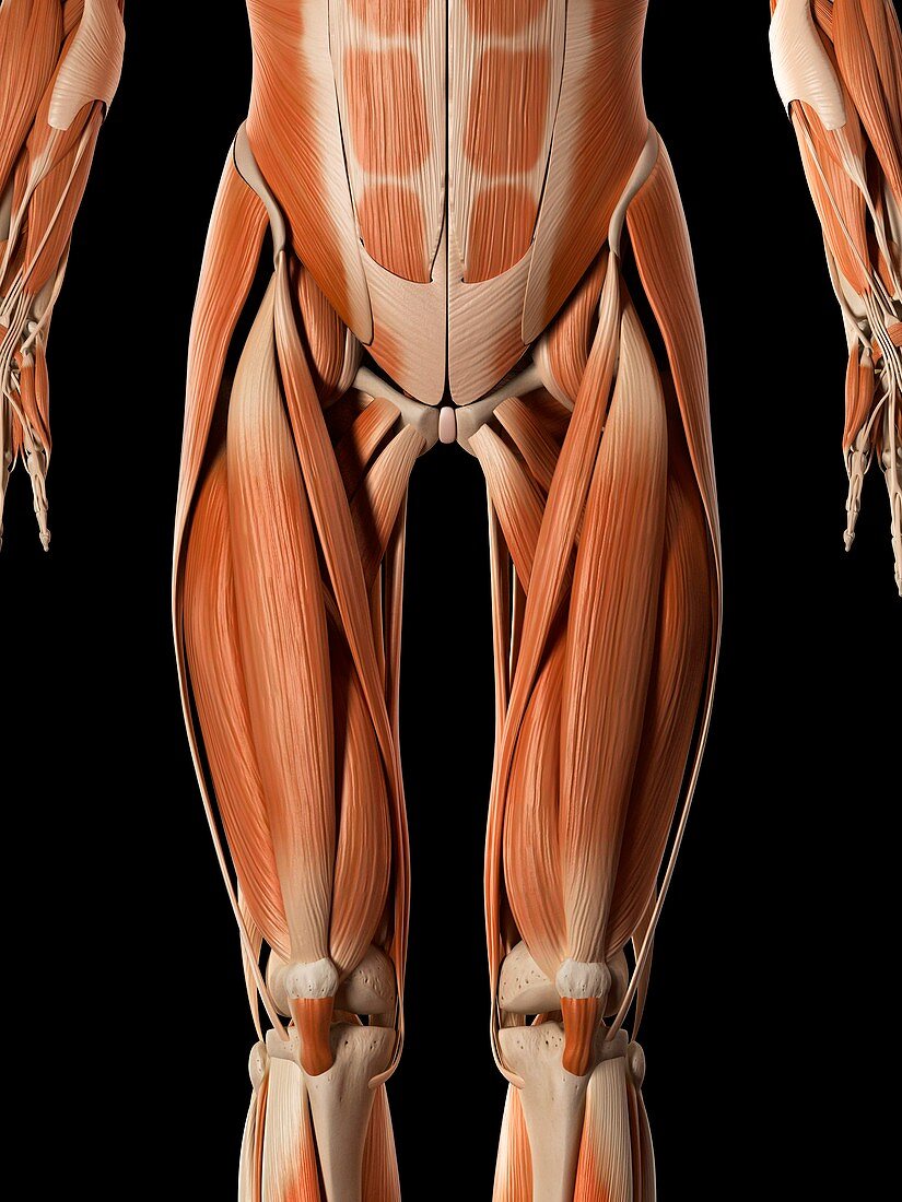 Muscular system,illustration