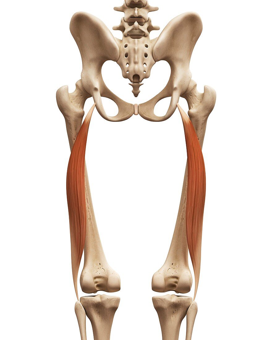 Human thigh muscle,illustration