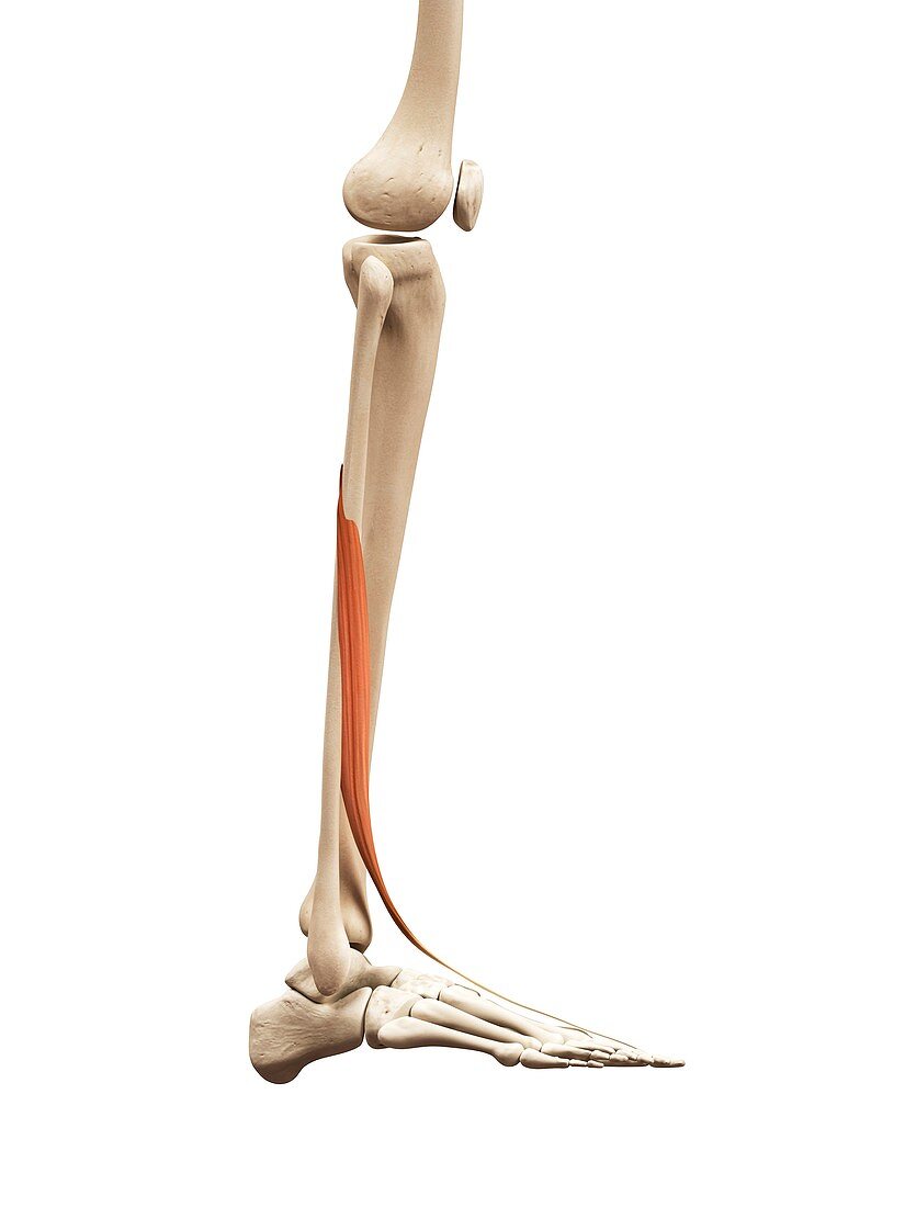 Leg muscle,illustration