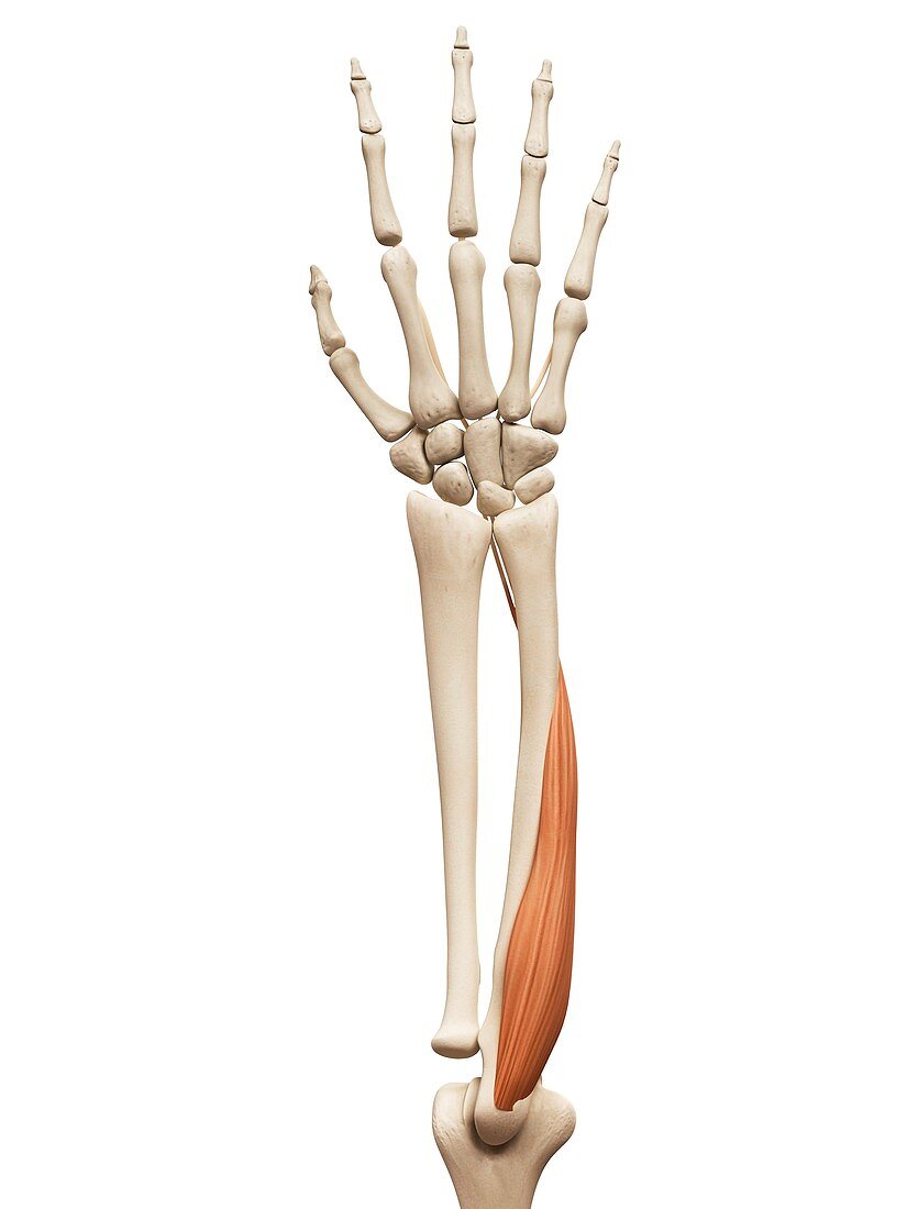 Arm muscle,illustration