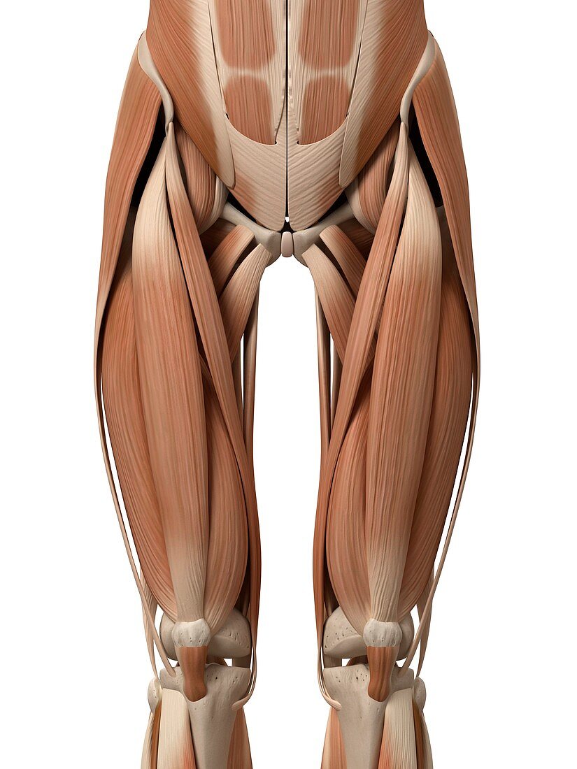 Leg muscles,illustration