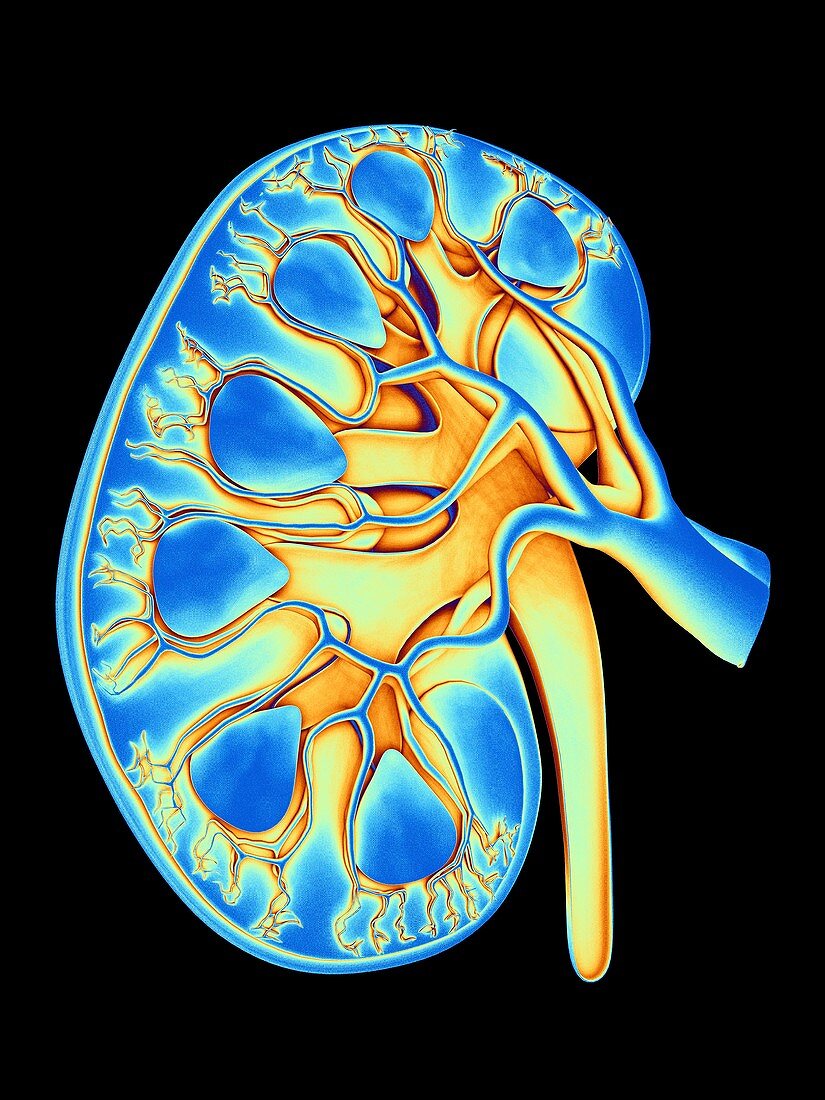 Human kidney,cut-away computer artwork